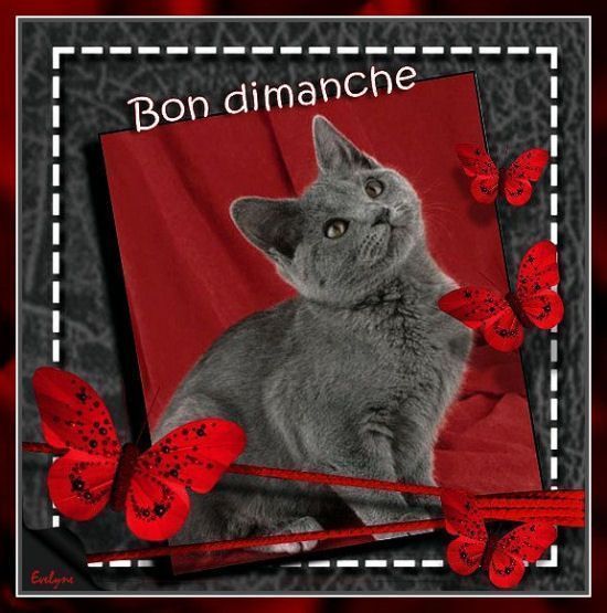 Bon dimanche !